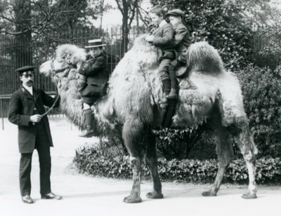 Een Bactrische kameelrit in de Londense dierentuin, ca. 1913 door Frederick William Bond